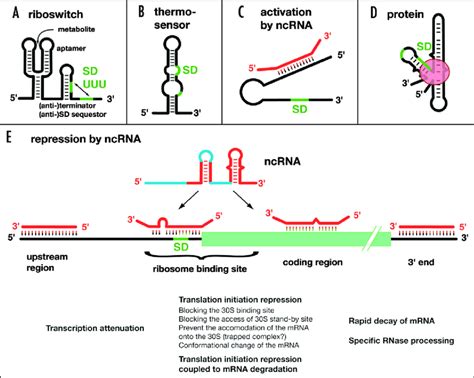 Different Mrna Structures Enable Different Ways Of Regulation A