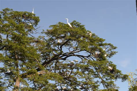 Botanical Gardens – National Trust