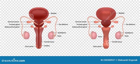 Ilustración Vectorial Realista Del Sistema Reproductivo Humano