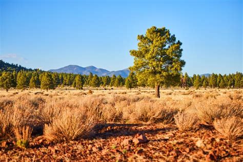 Arbustos Del Desierto En El Campo Con Pino Solitario Y Monta As Foto