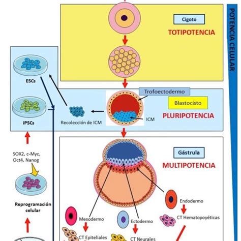 PDF DINÁMICA ORGANELAR Y FUNCIONAL DE LAS CÉLULAS TRONCALES