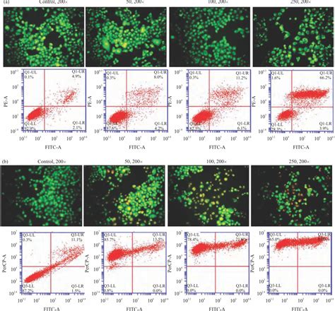 Growth Inhibition Apoptosis Induction And Migratory Suppression By