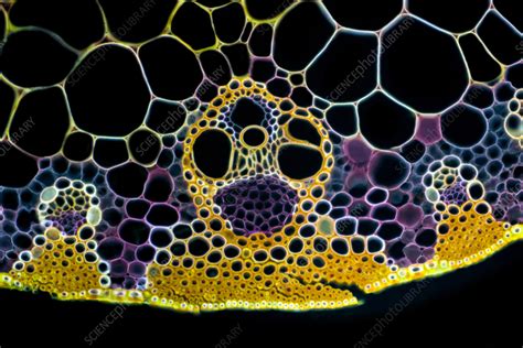 Maize Zea Mays Leaf Light Micrograph Stock Image C057 6678