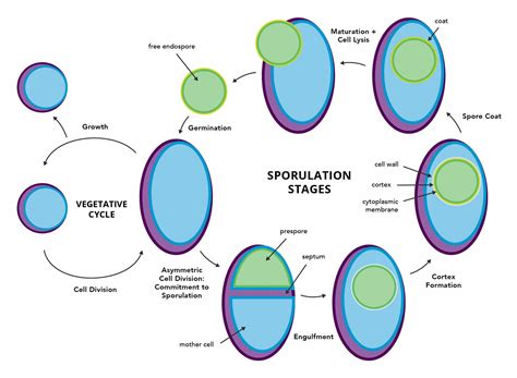 Spore-forming Bacteria Can Be a Tough, Hidden Menace in Food Processing ...