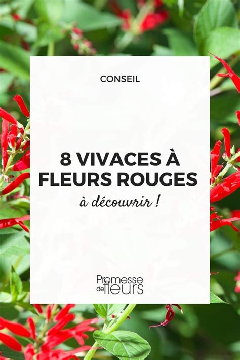 Vivaces Fleurs Rouges Pour Enflammer Le Jardin Promesse De Fleurs