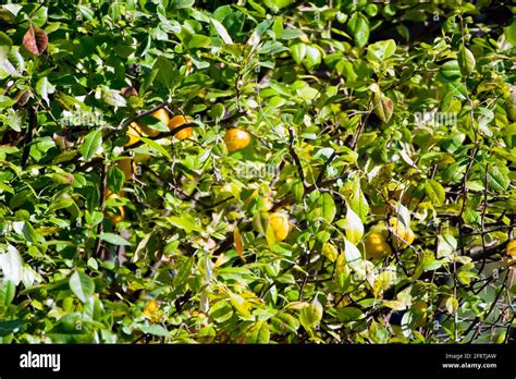 Chinese Quince Tree With Fruits A Shrub Or Small Tree That Bears The