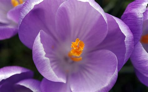 Purple Crocus Flowers Wallpapers