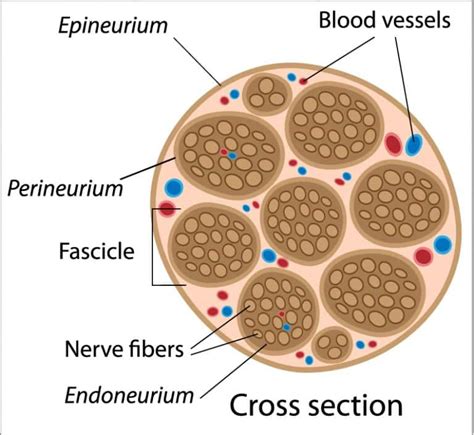 Improve your life by learning about peripheral nerves - Global Nerve Foundation