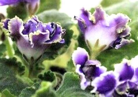 African Violet Rs Adutant Ruffled Double Bells With Green Edges