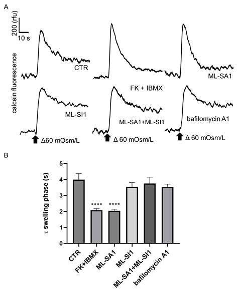 Ijms Free Full Text Trpml1 Induced Lysosomal Ca2 Signals Activate