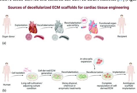 Classification Of Decm Scaffolds A Native Tissue Derived Decm