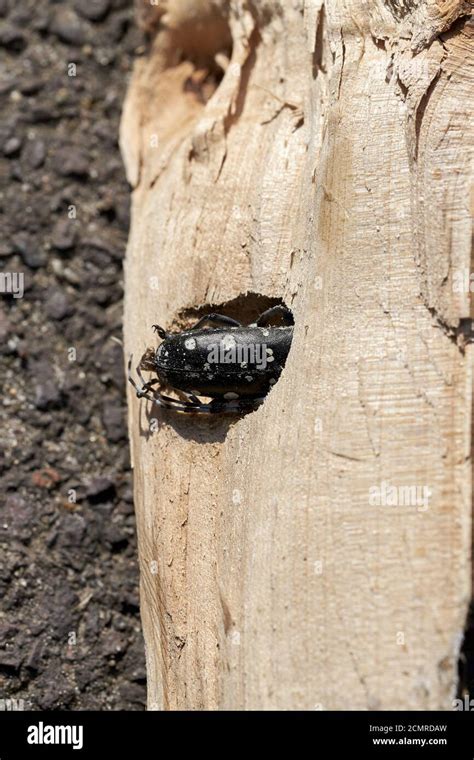 Asian Longhorn Beetle Anoplophora Glabripennis Is Stuck In The Wood Of A Maple Tree Stock