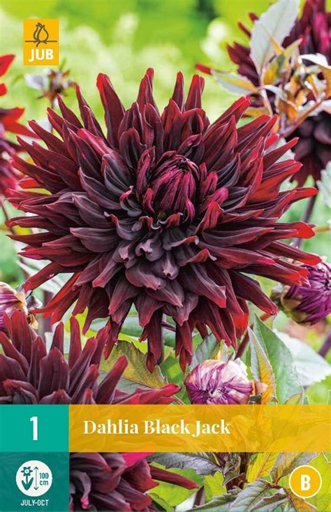 Dahlia Black Jack Deoosteindeonline Nl