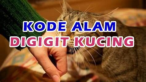 Erek Erek DiGigit Kucing Kode Alam 2D 3D 4D Angka DiGigit Kucing