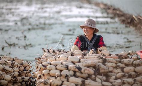 江苏沭阳：莲藕丰收 人民图片网