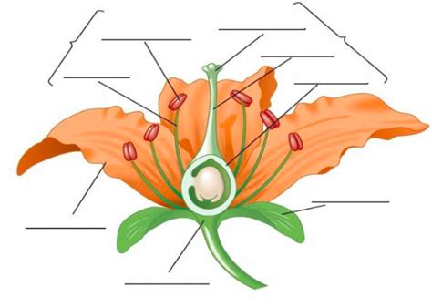 Flower Structure Diagram | Quizlet