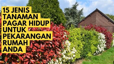 15 Jenis Tanaman Pagar Hidup Untuk Pembatas Rumah Anda Youtube