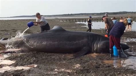 30 Foot Long Basking Shark That Washed Up On Maine Beach Dies Despite