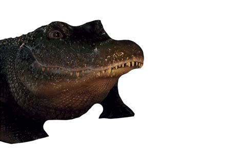 Alligator By Dracoawesomeness On Deviantart