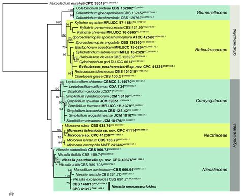 Consensus Phylogram Majority Rule Obtained From The Maximum