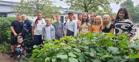 Struensee Gemeinschaftsschule Sommerflieder F R Mehr Insekten Tolle