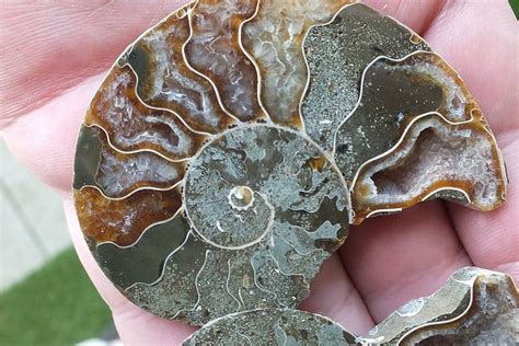 Ammonite Mollusque C Phalopode Fossile Grammes Ch Kaufen Auf