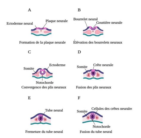 Neurulation ou formation du tube neural lors du développement