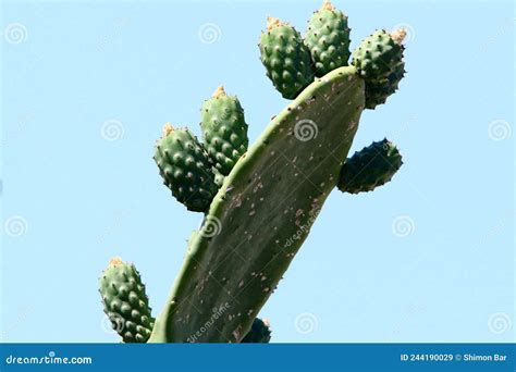 Cactus Grandes E Espinhosos Imagem De Stock Imagem De Jardim Israel