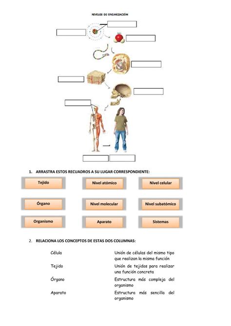 Ficha Online De El Cuerpo Humano Para Pmar Puedes Hacer Los