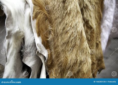 Animal Skins Fur Stock Photo Image Of Fluffy Beautiful 166283126