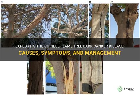 Exploring The Chinese Flame Tree Bark Canker Disease: Causes, Symptoms ...