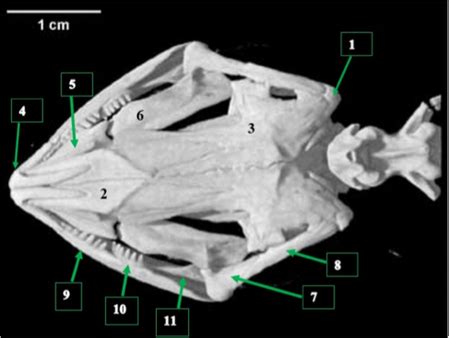 Skeleton Lab Necturus Mudpuppy Skull Dorsal View Diagram Quizlet