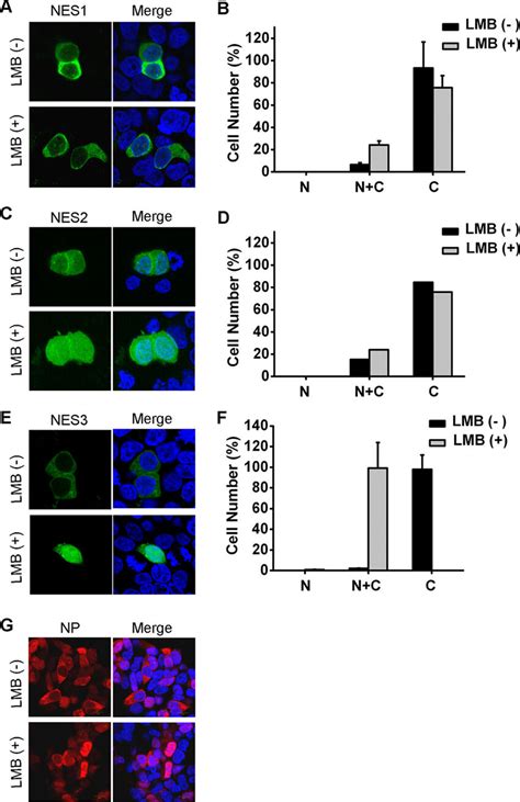 Effect Of Lmb On The Localization Of The Three Ness And Full Length Np