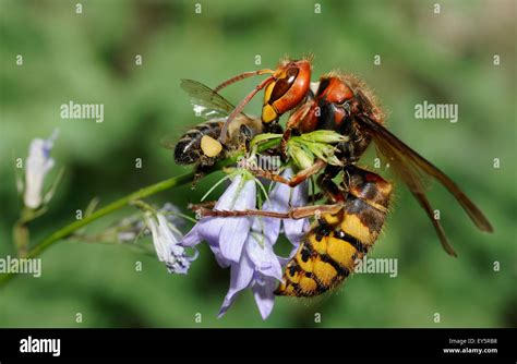 Queen Hornet Vespa Crabro High Resolution Stock Photography And Images