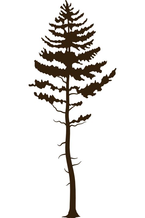 Pine Tree Plant Forest Silhouette 24098739 Png