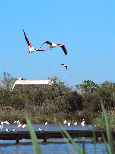 Pont De Gau Camargue Les 3 M En Vadrouille Blog Voyage