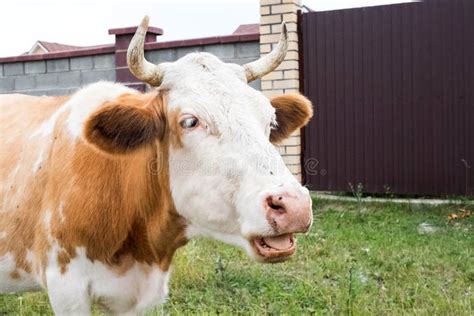 758 Cow Teeth Stock Photos Free And Royalty Free Stock Photos From