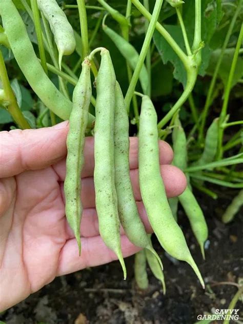 Growing Black Beans: A Seed to Harvest Guide | Bean garden, Black bean plant, Black beans