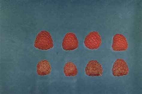 See Raspberry Cultivar Susceptibility Cause Podosphaera Macularis