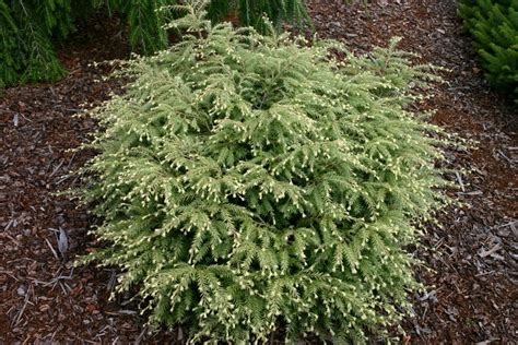 Tsuga canadensis 'Moon Frost' | Eastern Hemlock | Ebert's Greenhouse