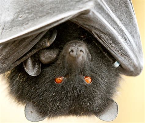 Bat Sex Doomsday Bosons Help Us Pick The Years Weirdest Science