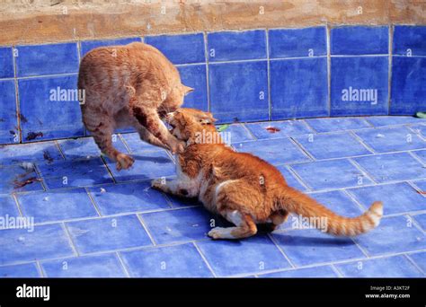 Cats Fighting Each Other Hi Res Stock Photography And Images Alamy