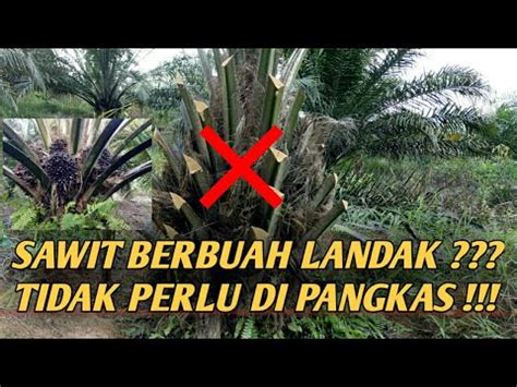 Ampuh Jurus Pemungkas Untuk Mengatasi Sawit Berbuah Landak Youtube