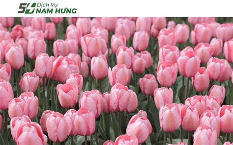 Nguồn Gốc Và Ý Nghĩa Của Hoa Tulip Theo Màu Sắc