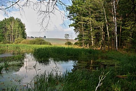 Kostenlose Foto Landschaft Baum Wasser Natur Wald Sumpf Wildnis