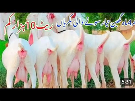 Rajanpuri Gulabi 3 3 Baccho Wali Bakriyan Very Cheap Price 28 05 2023