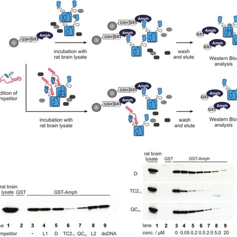 A Ap Pull Down Assay A Gst Amphiphysin Fusion Protein Was Linked