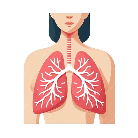 Icono De Pulmones Estilo Plano órganos Internos Elemento De Diseño De Logotipo Humano El