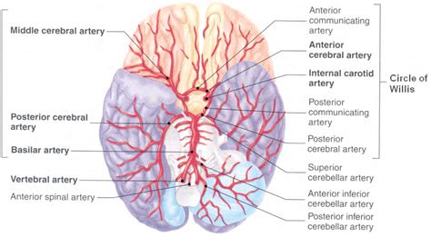 7 Arteries Of The Brain 110 Download Scientific Diagram