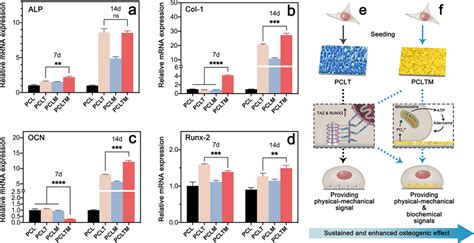 QRT PCR Results Expression Of A ALP B Col I C OCN And D